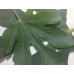 Fig Leaves, Mexican Natural Organic, Hojas de Higo