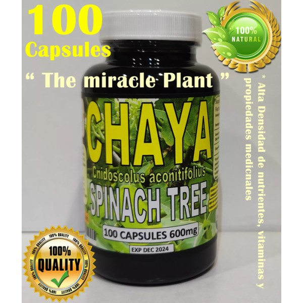 Chaya Cápsulas, Planta milagrosa maya, Árbol de chaya, árbol de espinaca orgánico 600mg